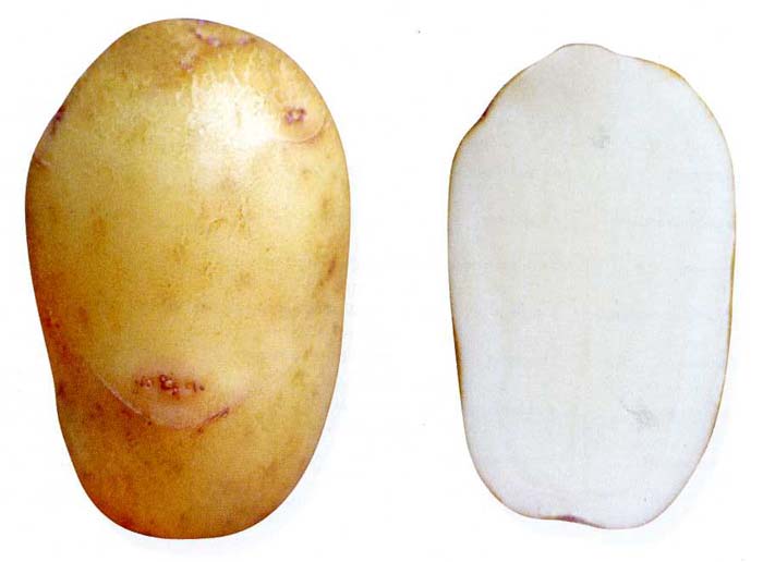 How to choose potato varieties for central Our Country - plodovie.ru