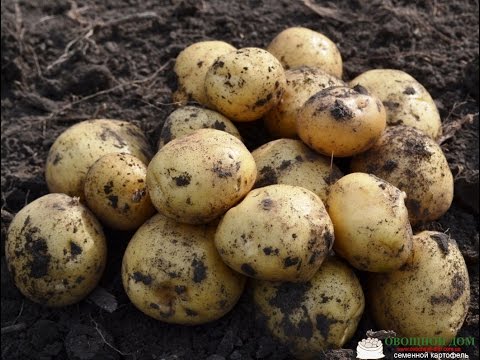 How to choose potato varieties for central Our Country - plodovie.ru