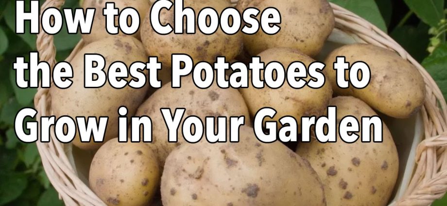 How to choose potato varieties for central Our Country &#8211; plodovie.ru