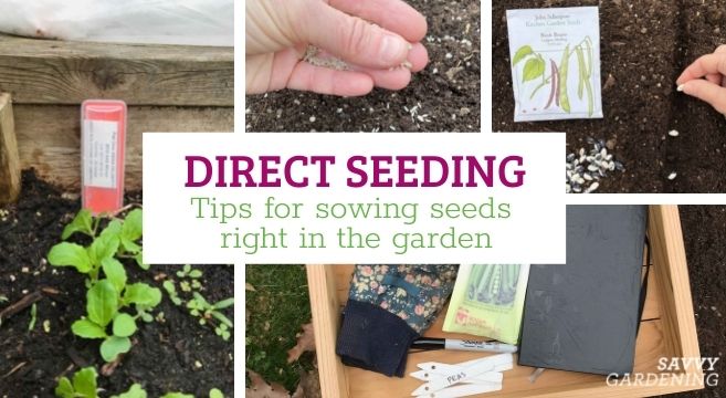 How to choose seeds: tips from experienced gardeners