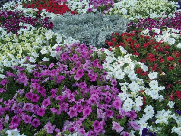 How to choose unpretentious flowers for a flower bed that bloom all summer - plodovie.ru