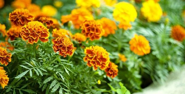 How to choose unpretentious flowers for a flower bed that bloom all summer - plodovie.ru