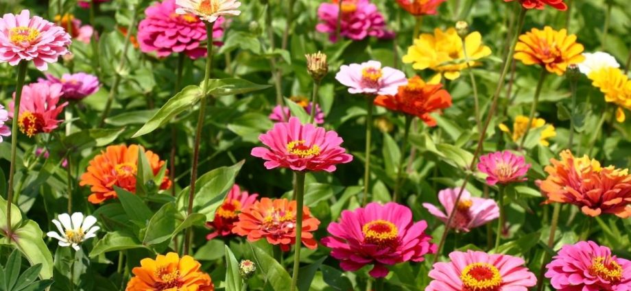 How to choose unpretentious flowers for a flower bed that bloom all summer &#8211; plodovie.ru