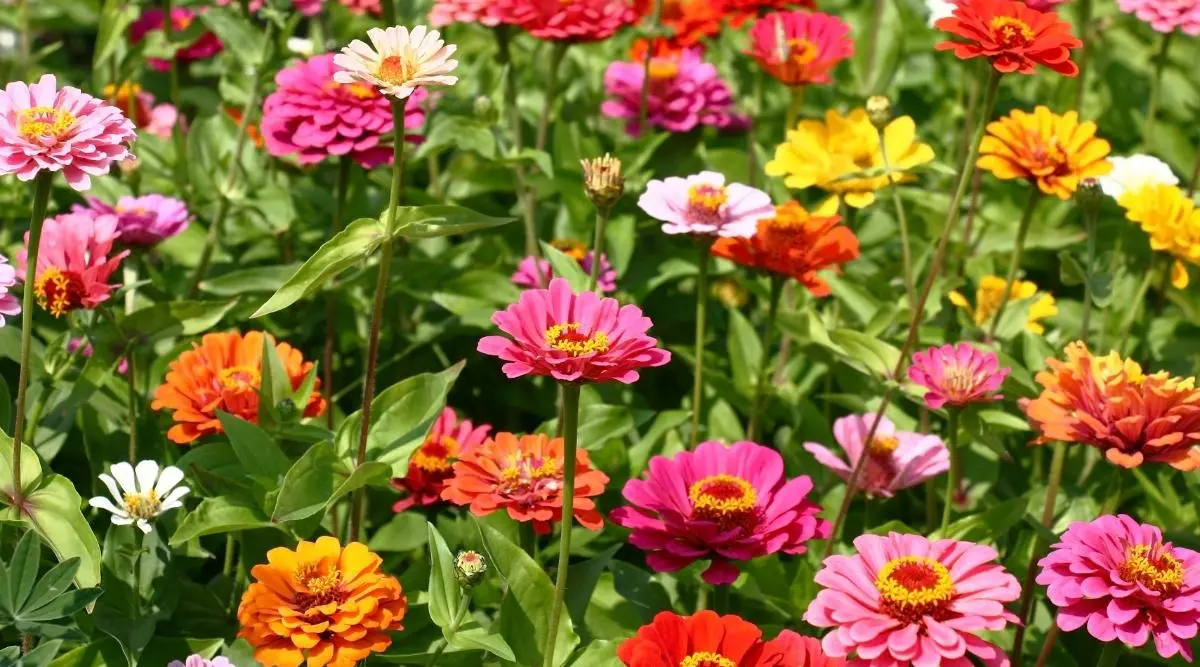 How to choose unpretentious flowers for a flower bed that bloom all summer &#8211; plodovie.ru