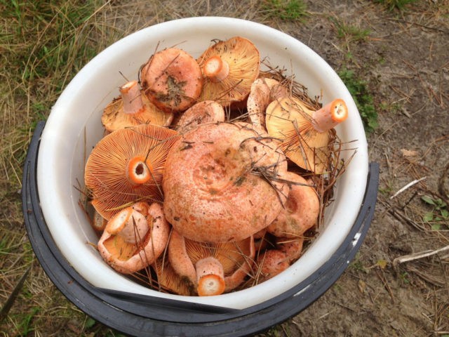 How to clean and wash mushrooms