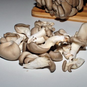 How to clean fresh oyster mushrooms