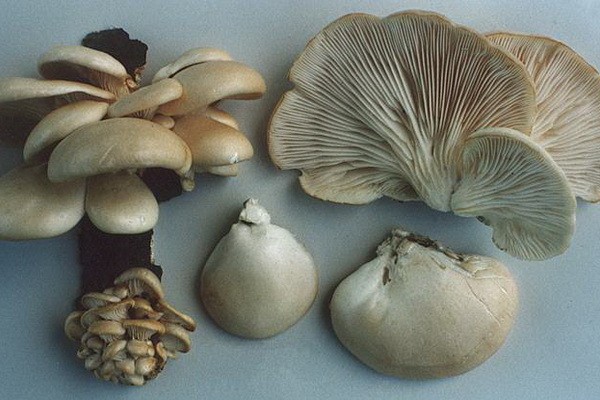 How to clean fresh oyster mushrooms