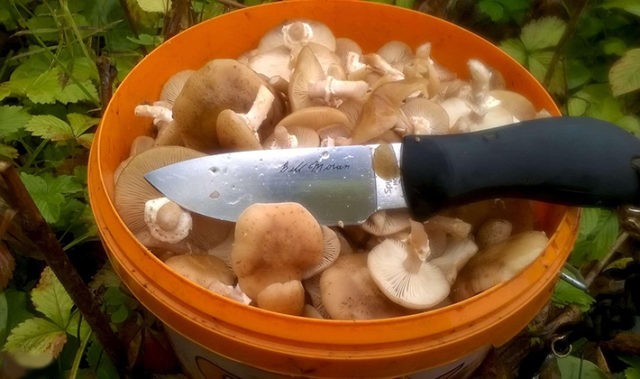 How to clean milk mushrooms: before salting and cooking