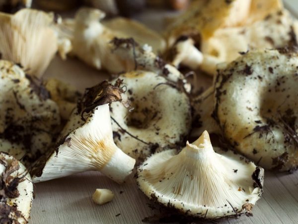 How to clean milk mushrooms: before salting and cooking