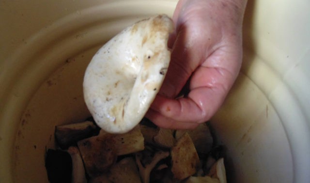 How to clean milk mushrooms: before salting and cooking