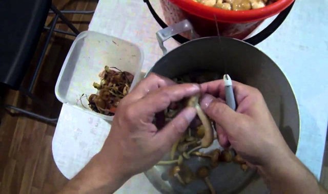 How to clean milk mushrooms: before salting and cooking