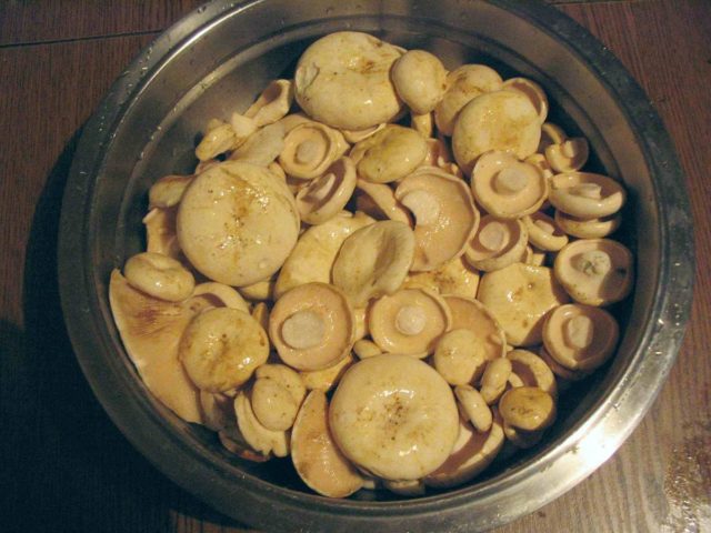 How to clean milk mushrooms: before salting and cooking