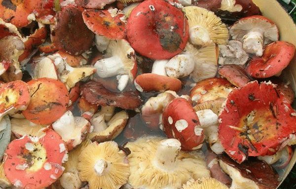 How to clean russula mushrooms and soak