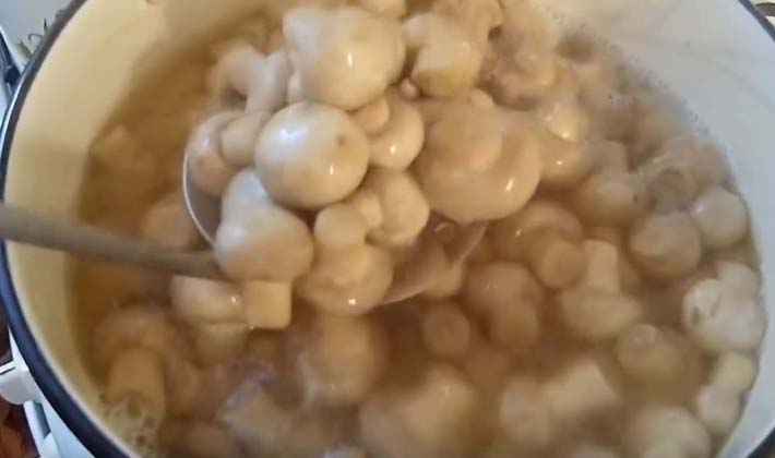 How to close milk mushrooms for the winter (with video)