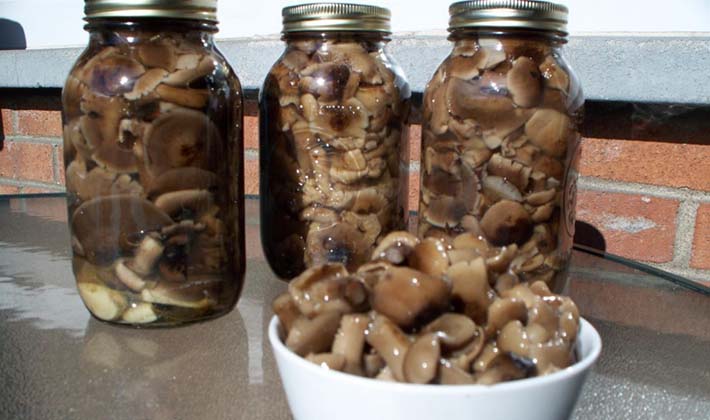 How to close milk mushrooms for the winter (with video)