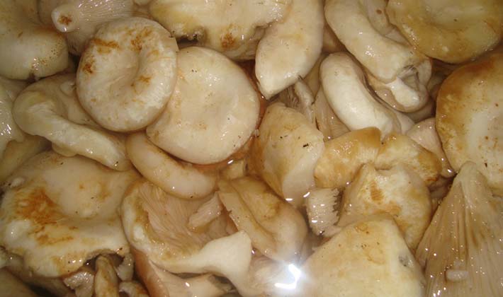 How to close milk mushrooms for the winter (with video)