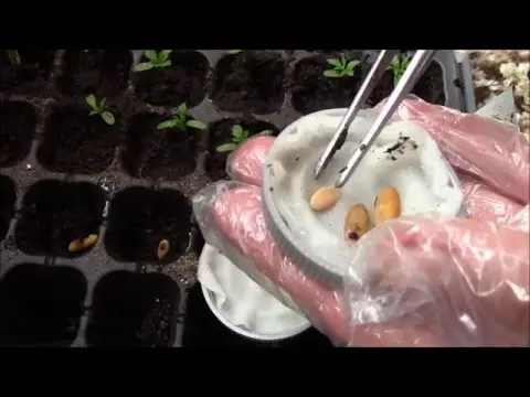 How to collect melon seeds and store them