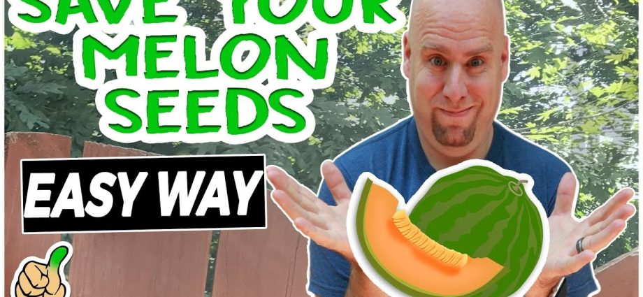 How to collect melon seeds and store them