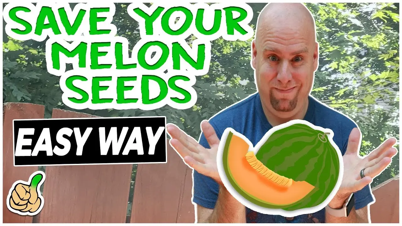 How to collect melon seeds and store them