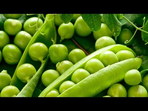 How to collect pea seeds for further planting?