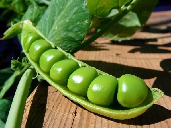 How to collect pea seeds for further planting?