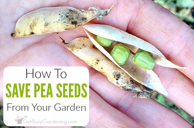 How to collect pea seeds for further planting?