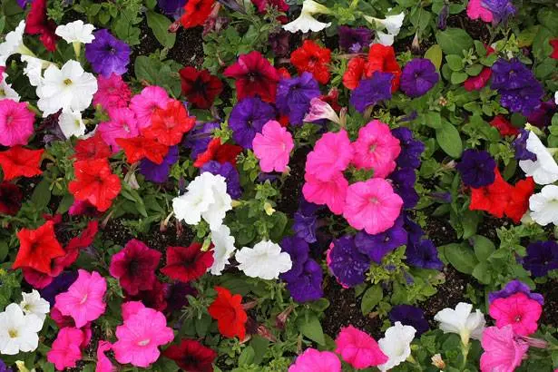 How to collect terry petunia seeds