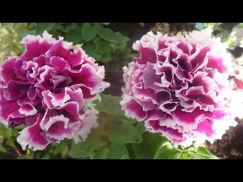 How to collect terry petunia seeds