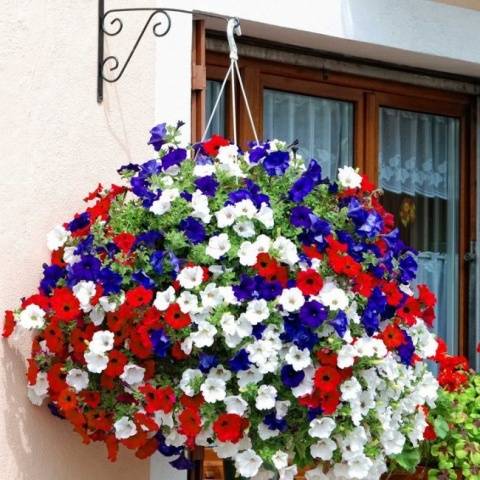 How to collect terry petunia seeds