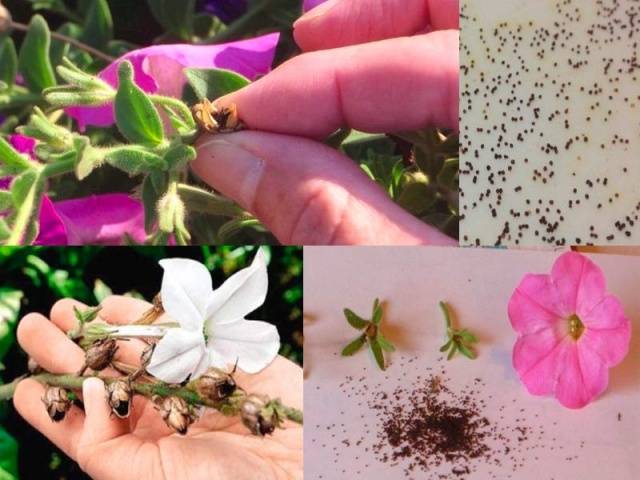 How to collect terry petunia seeds