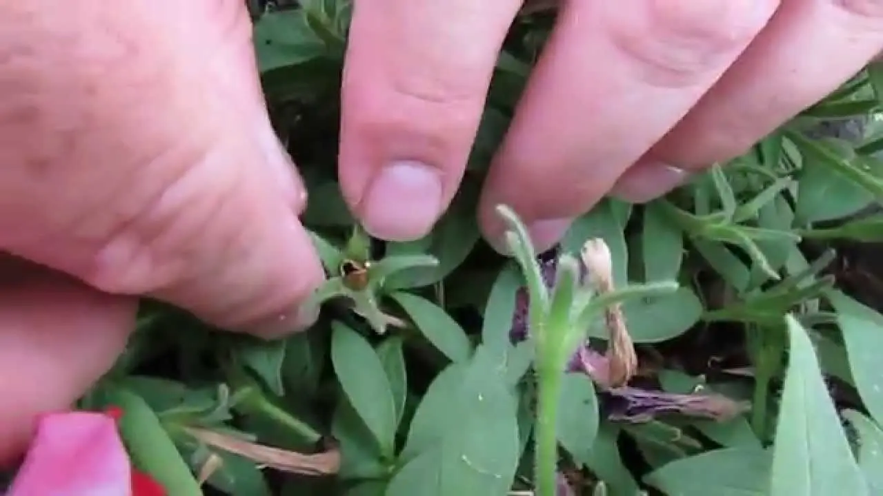 How to collect terry petunia seeds