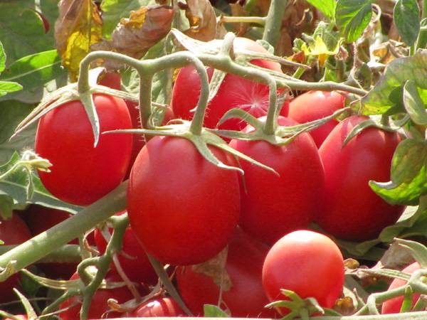 How to collect tomato seeds correctly