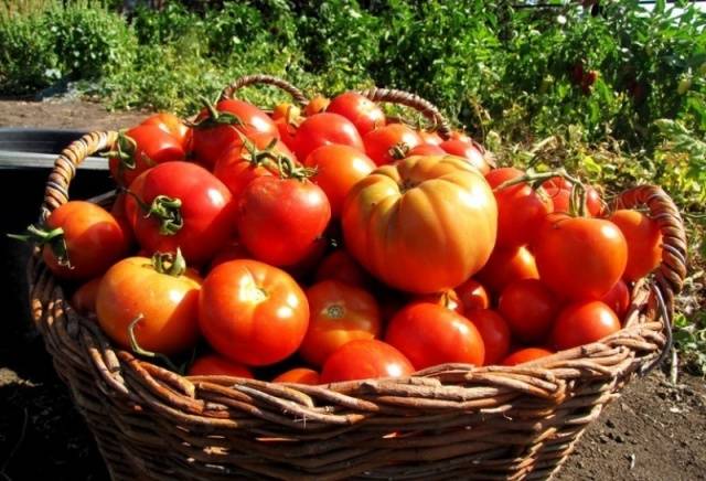 How to collect tomato seeds correctly