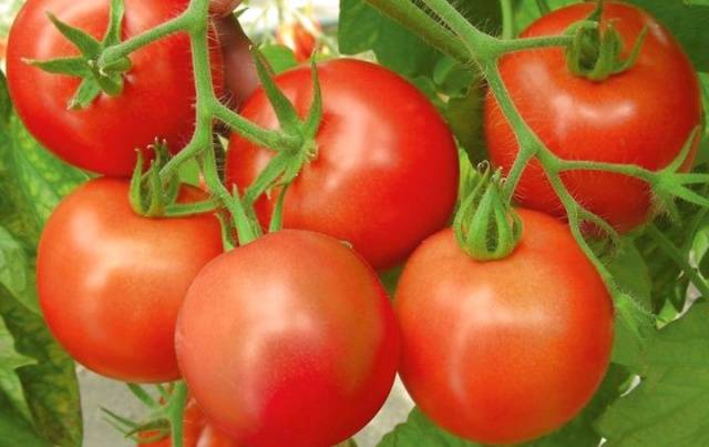 How to collect tomato seeds correctly