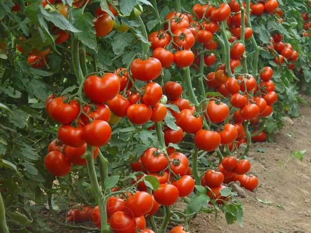 How to collect tomato seeds correctly