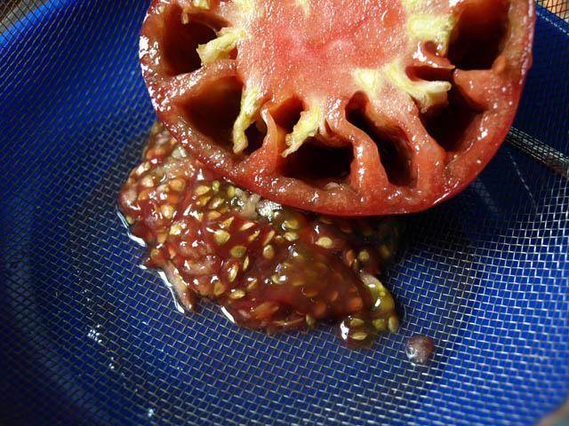 How to collect tomato seeds correctly