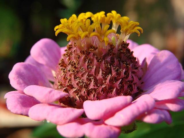 How to collect zinnia seeds at home