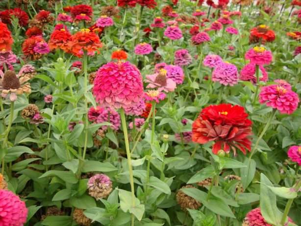 How to collect zinnia seeds at home