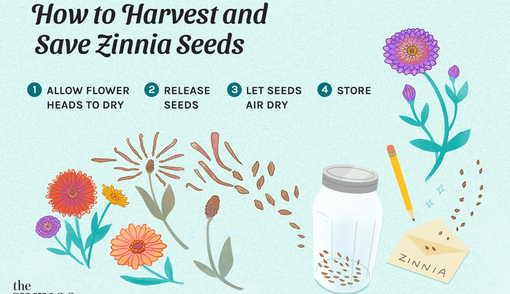 How to collect zinnia seeds at home