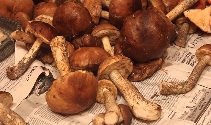 How to cook boletus: recipes for blanks for the winter