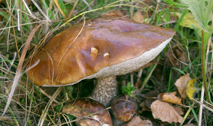 How to cook boletus: recipes for blanks for the winter