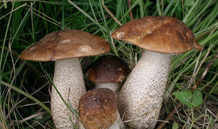 How to cook boletus: recipes for blanks for the winter