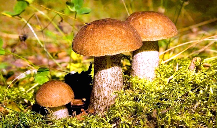 How to cook boletus: recipes for blanks for the winter