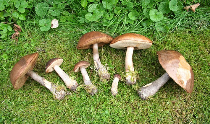 How to cook boletus: recipes for blanks for the winter