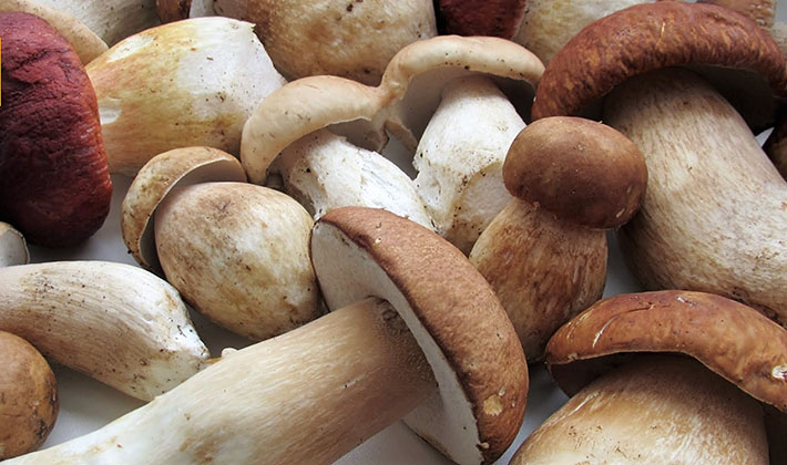 How to cook delicious porcini pickled mushrooms for the winter