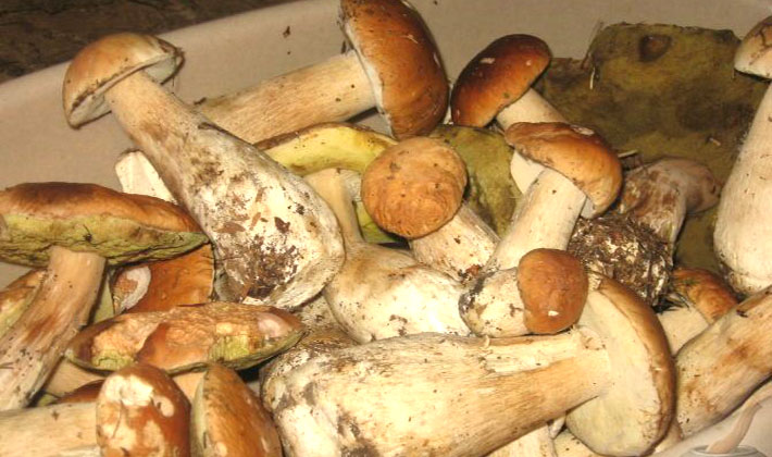 How to cook delicious porcini pickled mushrooms for the winter