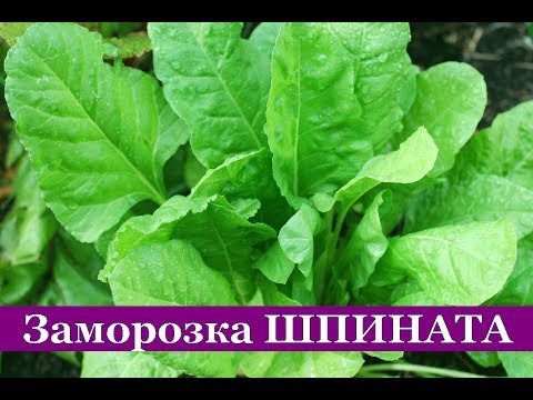 How to cook frozen spinach