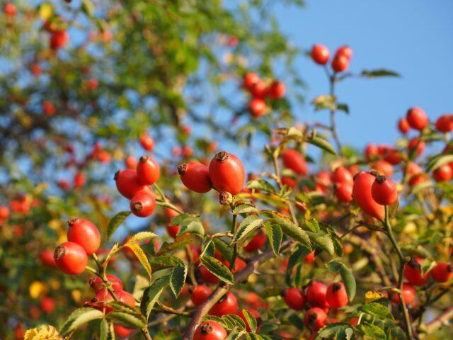 How to cook jam from leaves, rose hips