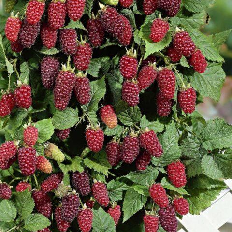 How to cook jam from raspberries