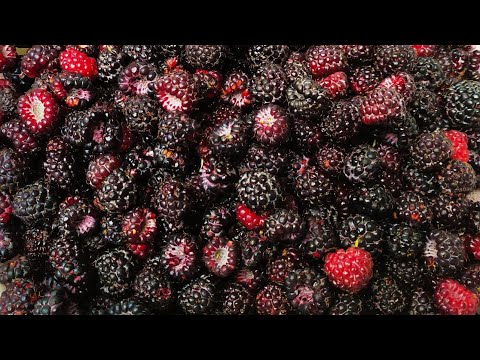 How to cook jam from raspberries